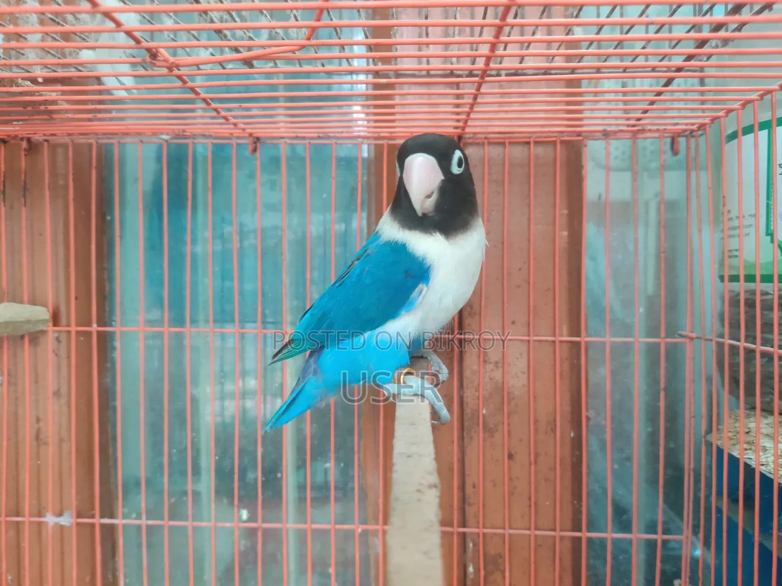 A Running Lovebird Female