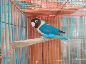 A Running Lovebird Female