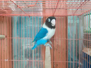 একটি রানিং লাভবার্ড ফিমেল