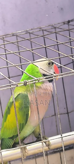 Red-Breasted Parakeet (পাহাড়ি তোতা)