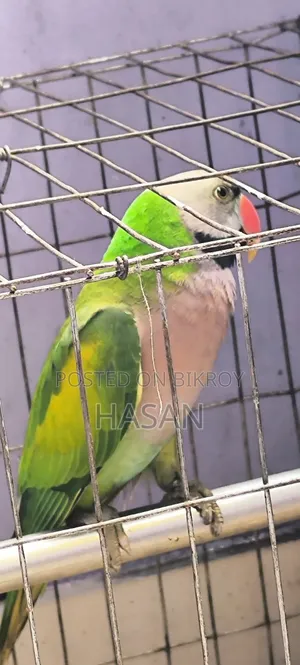 Red-Breasted Parakeet