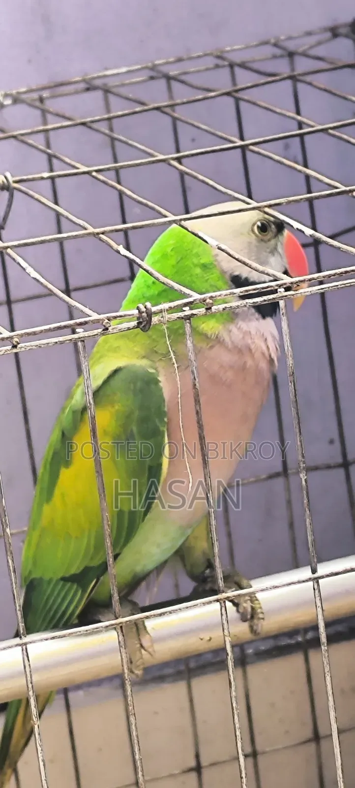 Red-Breasted Parakeet