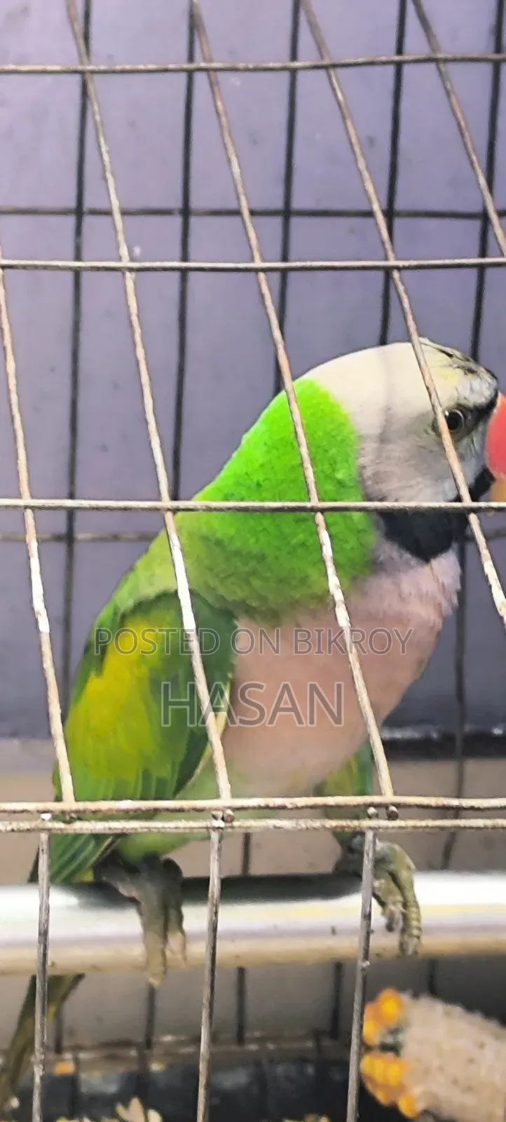 Red-Breasted Parakeet