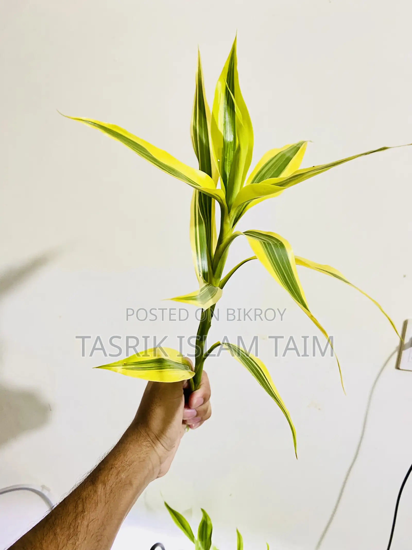 Lucky Bamboo