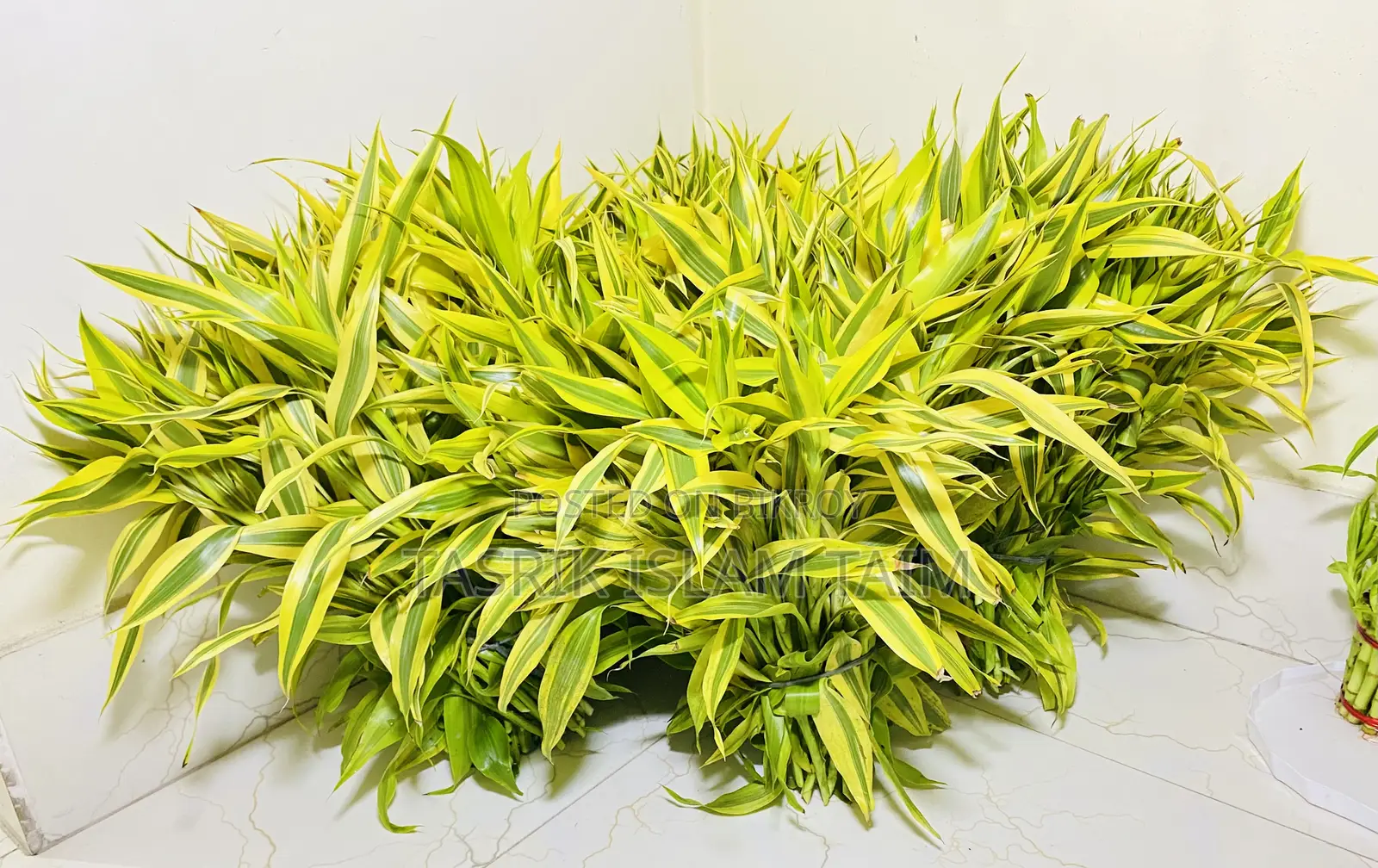 Lucky Bamboo