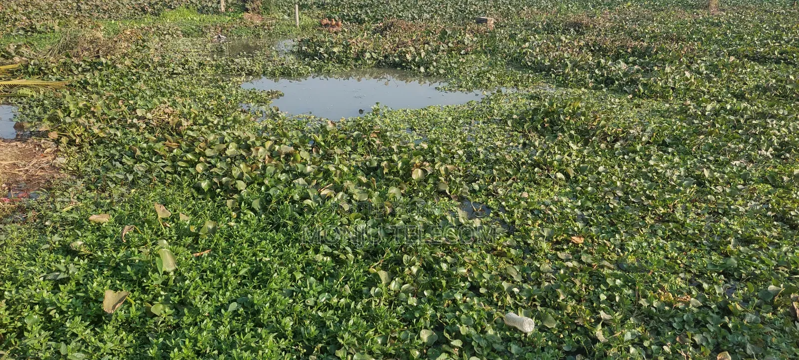 4 Katha Land Share for Sale
