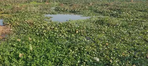 4 Katha Land Share for Sale