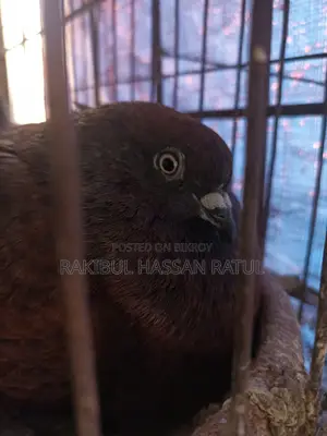 Khoyri Chila Running Madi