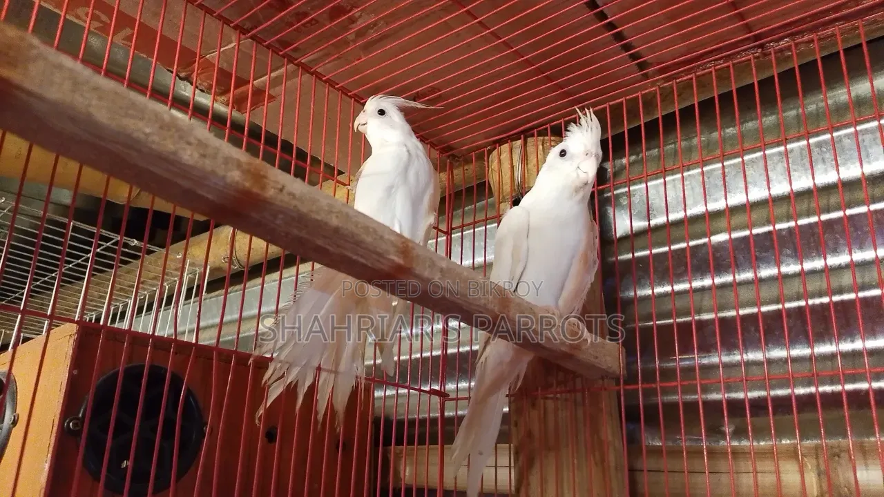 High-Quality Clear Pied