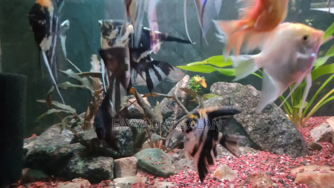 Fish Tank Full Aquarium Set-Up for Sale!