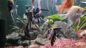 Fish Tank Full Aquarium Set-Up for Sale!