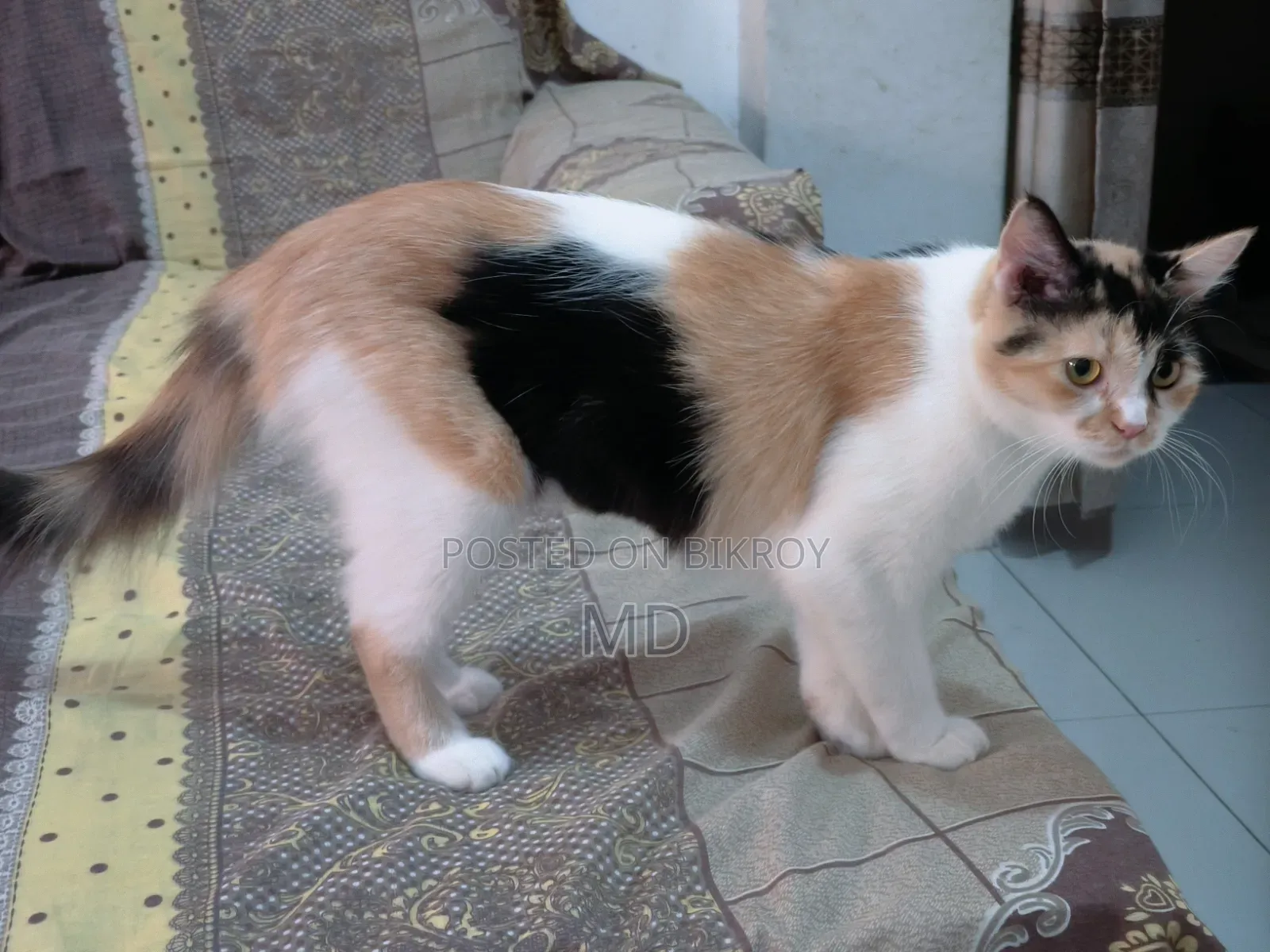1+ Year Female Mixed Breed Persian