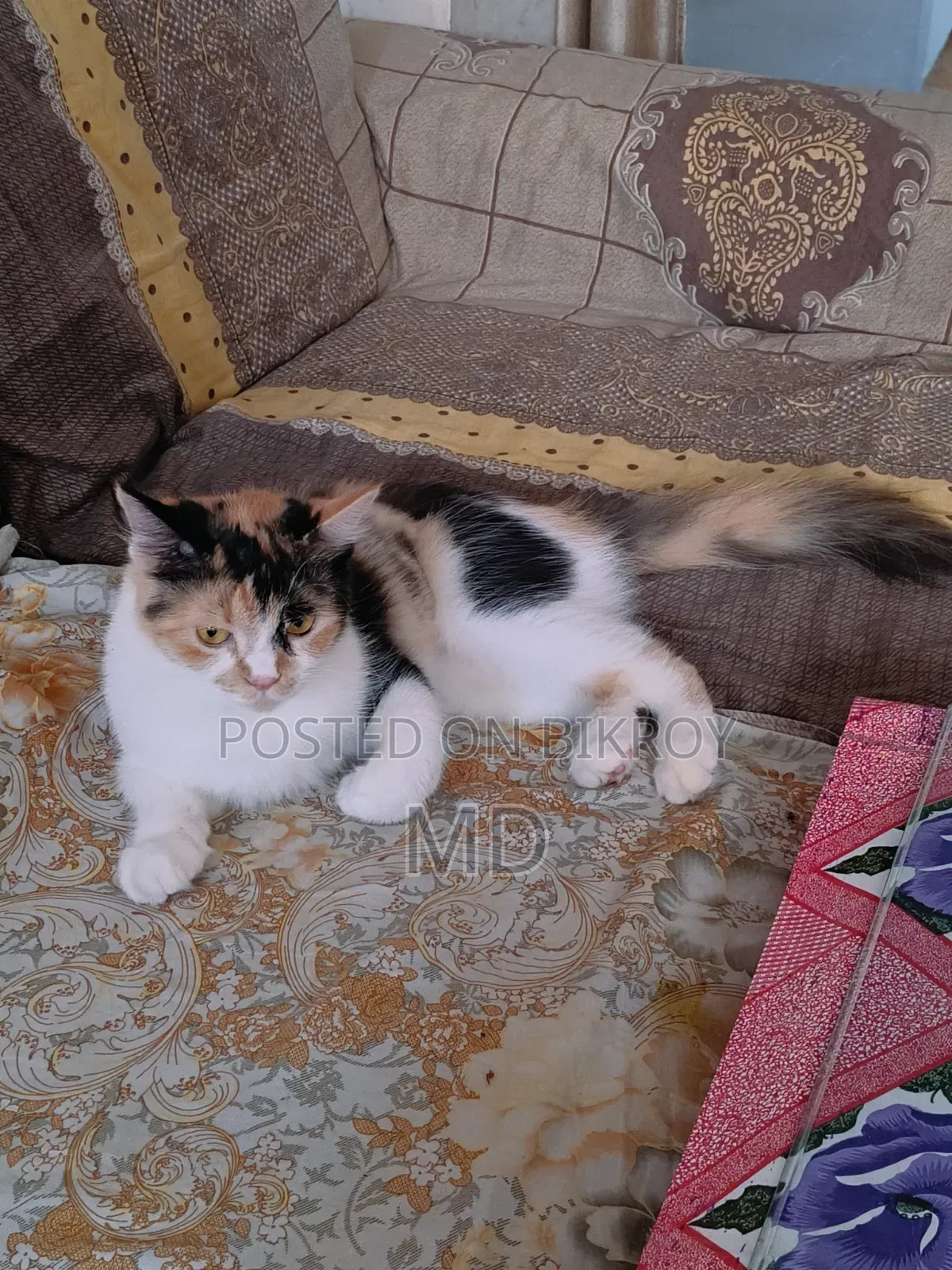 1+ Year Female Mixed Breed Persian