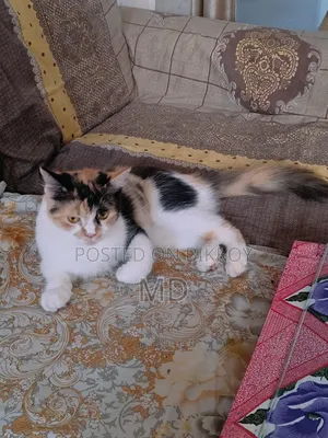 1+ Year Female Mixed Breed Persian