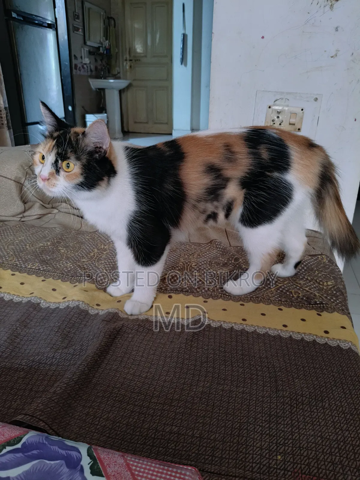 1+ Year Female Mixed Breed Persian