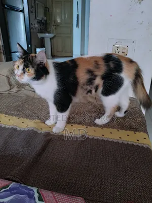 1+ Year Female Mixed Breed Persian