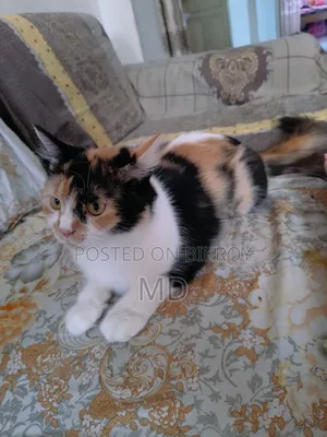 1+ Year Female Mixed Breed Persian