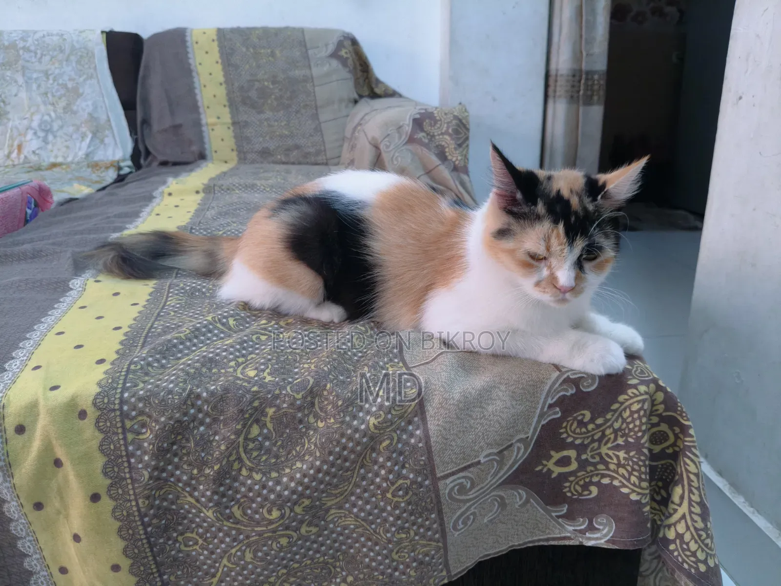 1+ Year Female Mixed Breed Persian