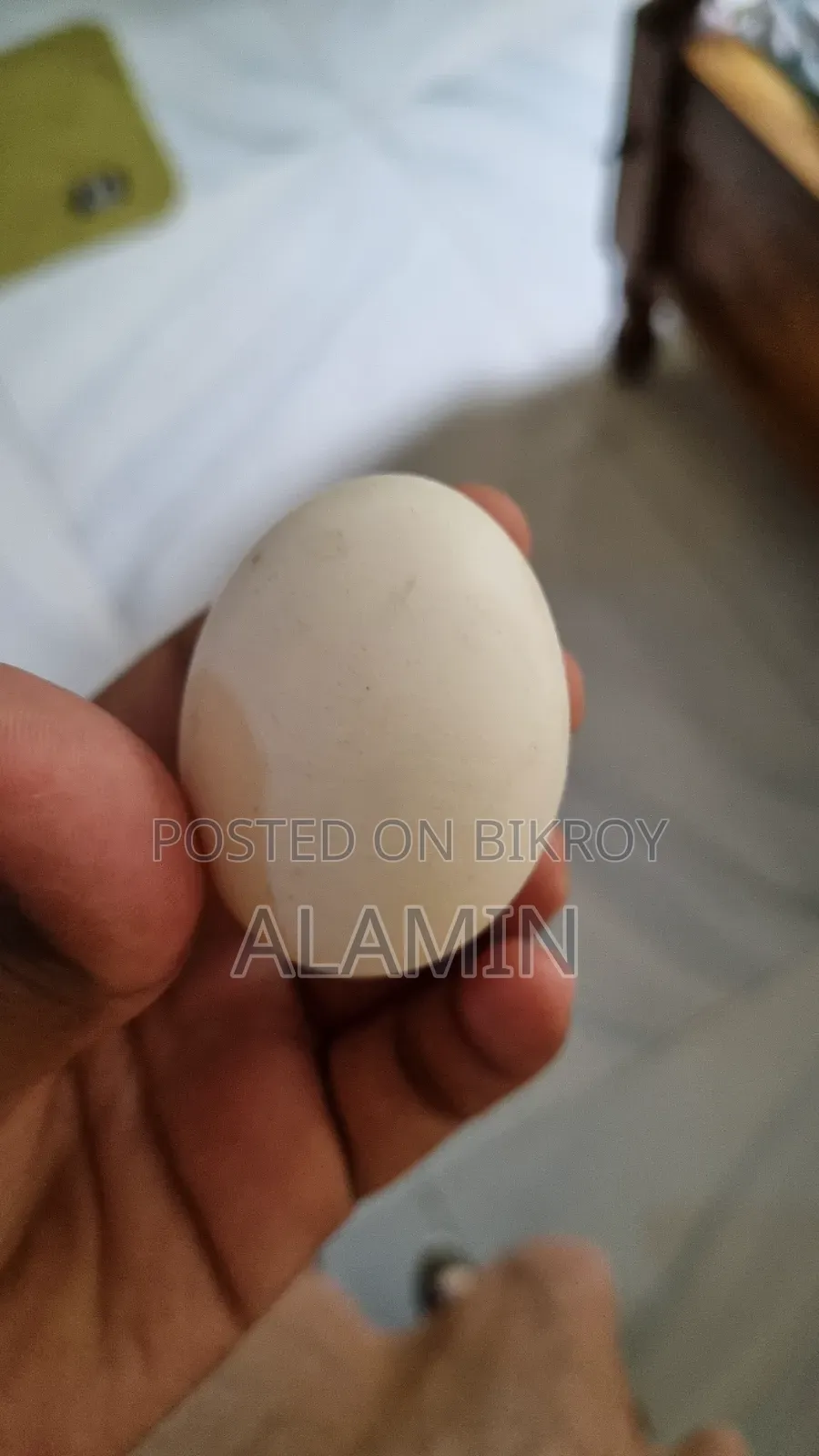 Fayoumi Chicken Hatching Eggs