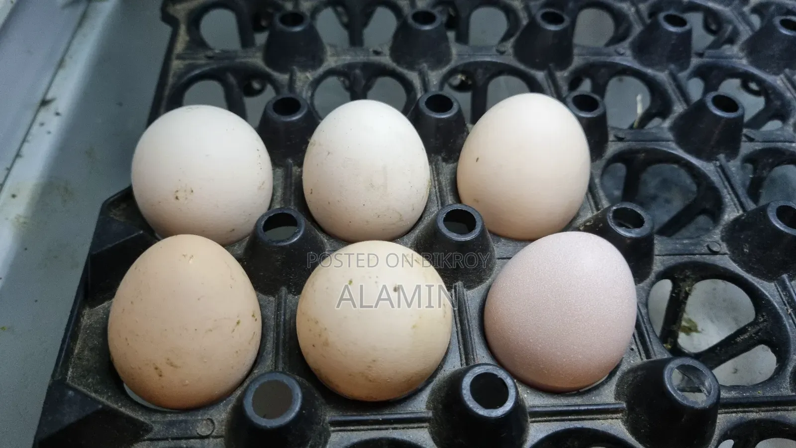 Fayoumi Chicken Hatching Eggs
