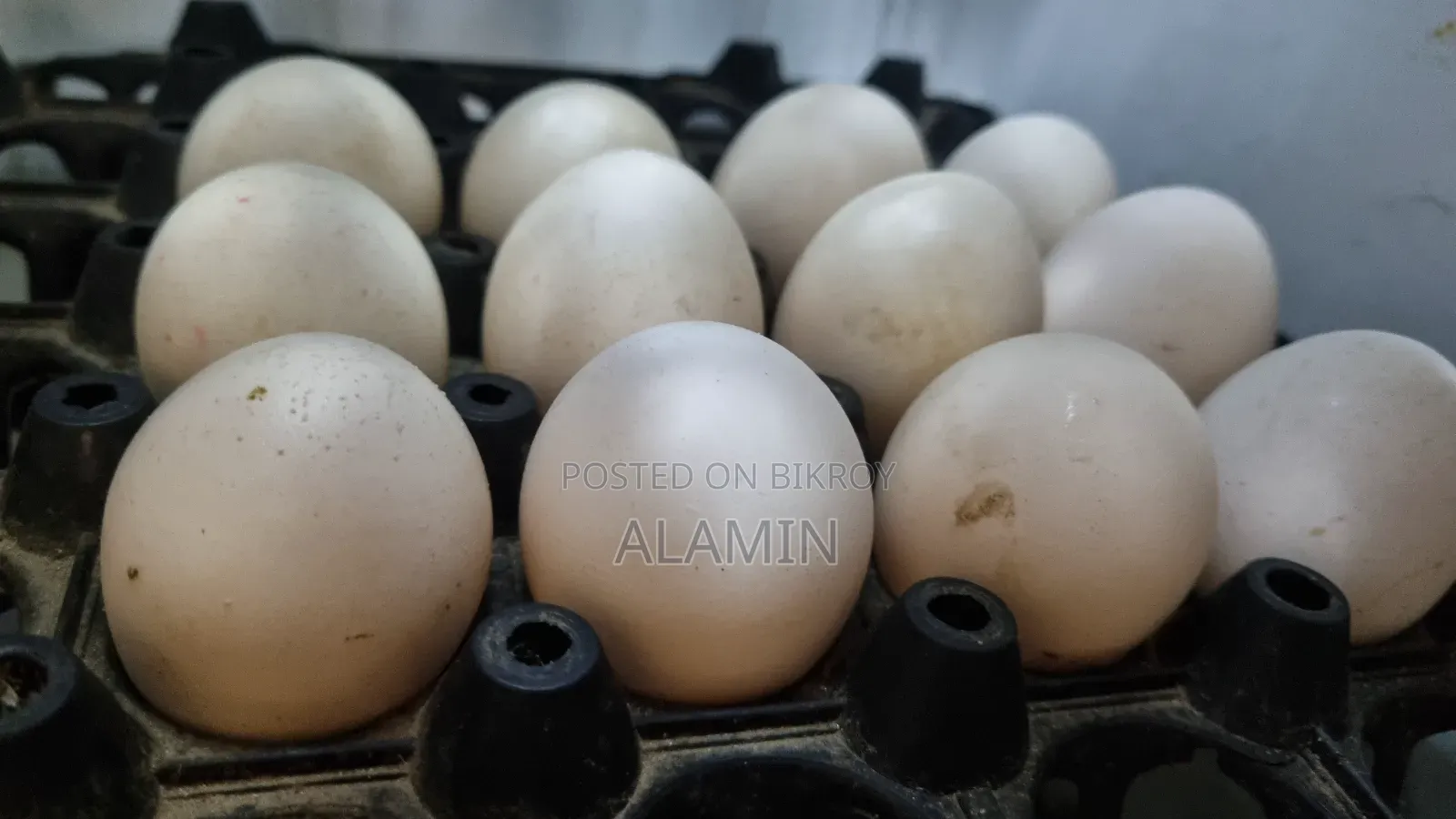 Fayoumi Chicken Hatching Eggs