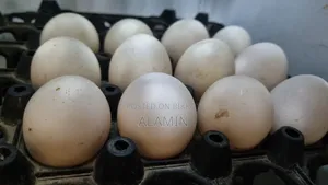 Fayoumi Chicken Hatching Eggs