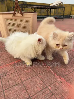 1-3 Months Male Purebred Persian Kitten