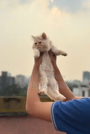 1-3 Months Male Purebred Persian Kitten