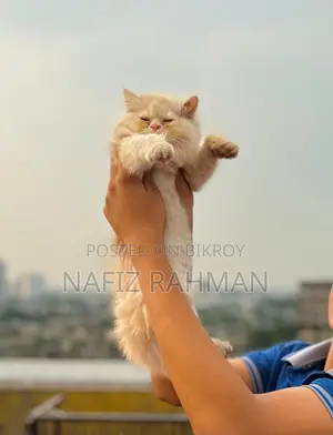 1-3 Months Male Purebred Persian Kitten