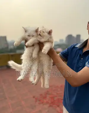 1-3 Months Male Purebred Persian Kitten