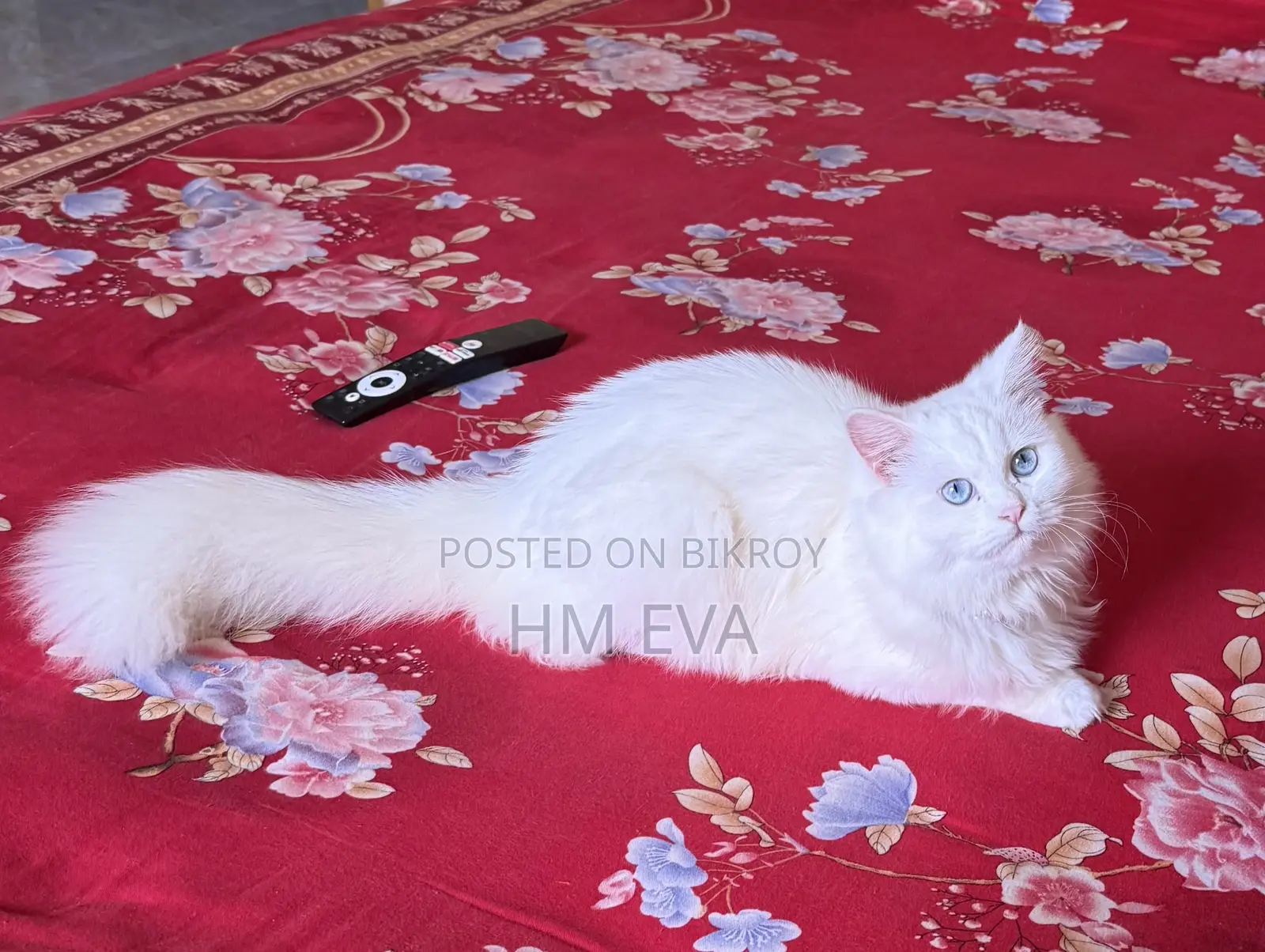 1+ year Female Purebred Persian