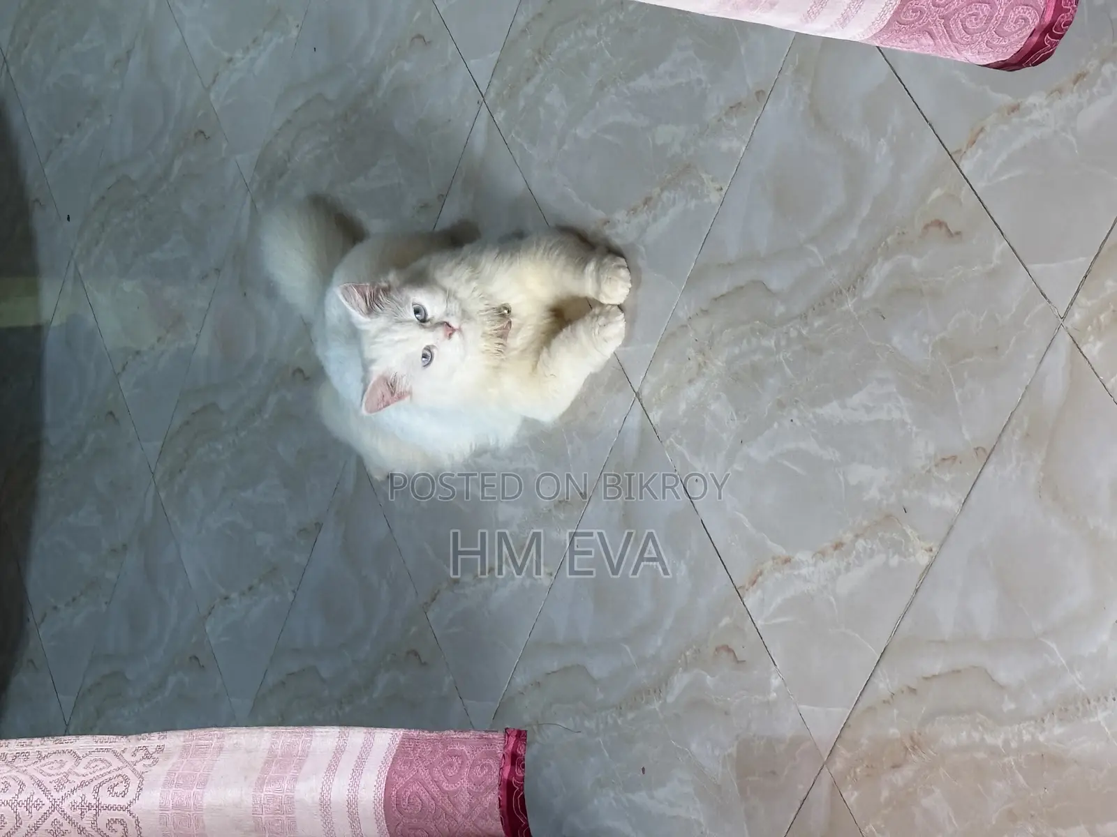 1+ year Female Purebred Persian