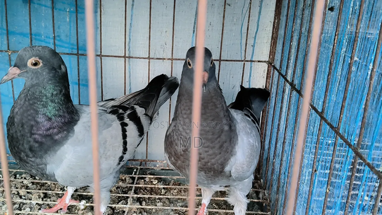 কিং কবুতর