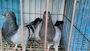কিং কবুতর