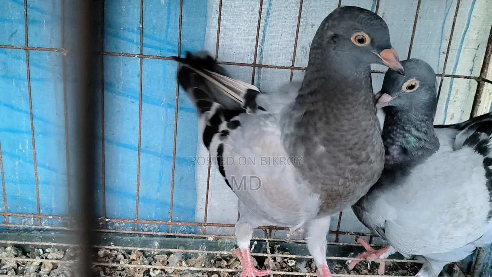 কিং কবুতর
