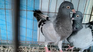 কিং কবুতর