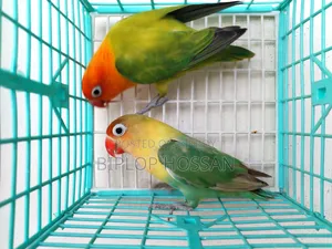 Lovebird Running