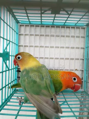 লাভ বার্ড রানিং