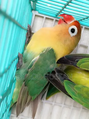 লাভ বার্ড রানিং