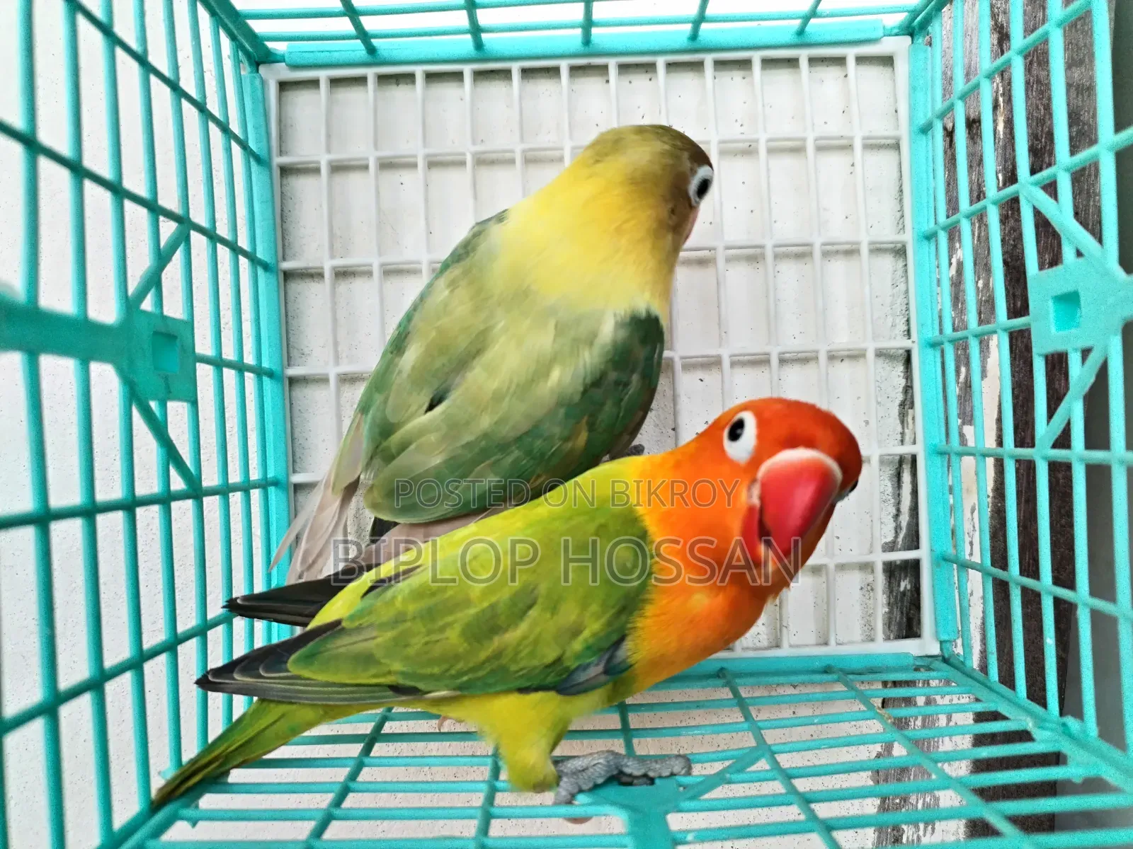 লাভ বার্ড রানিং