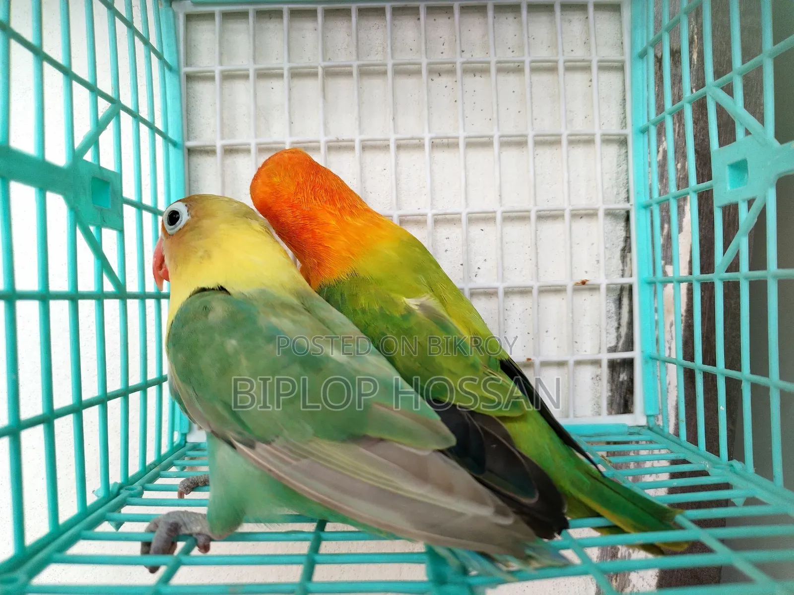 লাভ বার্ড রানিং