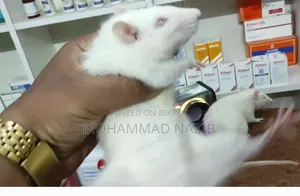 White Albio Rat(High Quality Swissline)