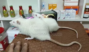 White Albio Rat(High Quality Swissline)