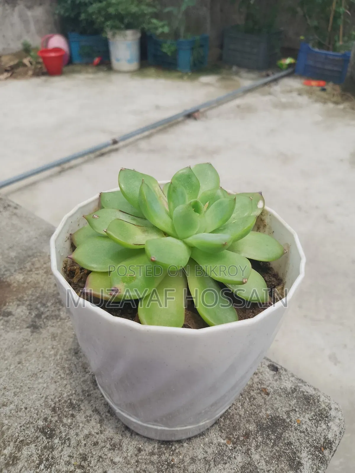 Elegant Indoor Echeveria Succulent With White Geometric Pot