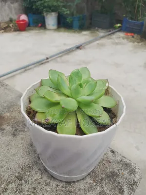 Elegant Indoor Echeveria Succulent With White Geometric Pot