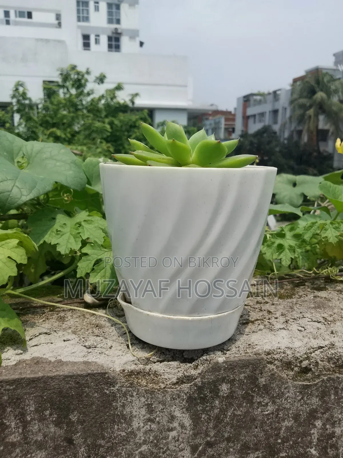 Elegant Indoor Echeveria Succulent With White Geometric Pot