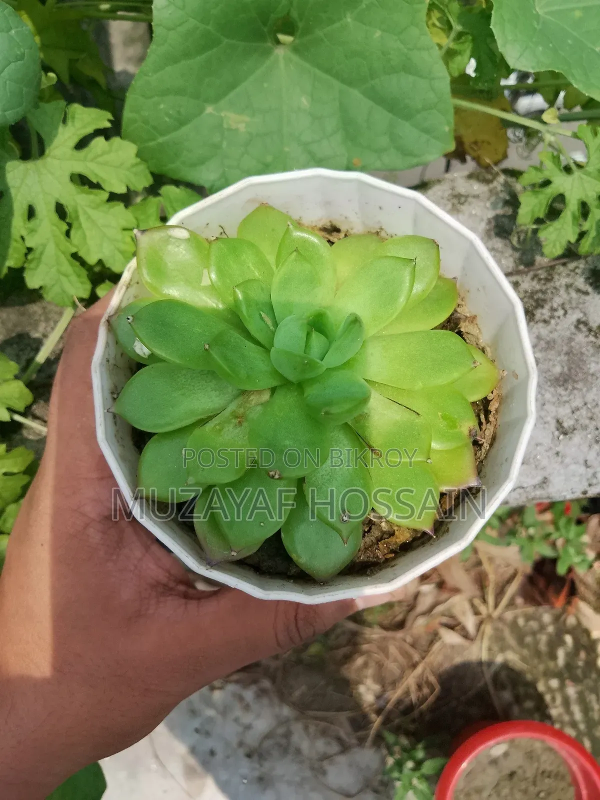 Elegant Indoor Echeveria Succulent With White Geometric Pot