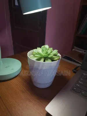 Elegant Indoor Echeveria Succulent With White Geometric Pot
