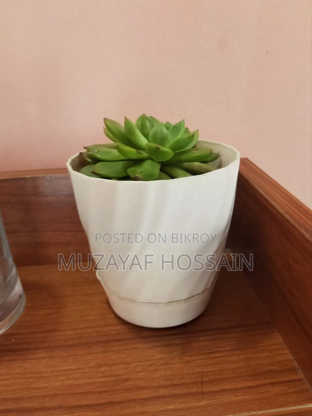 Elegant Indoor Echeveria Succulent With White Geometric Pot