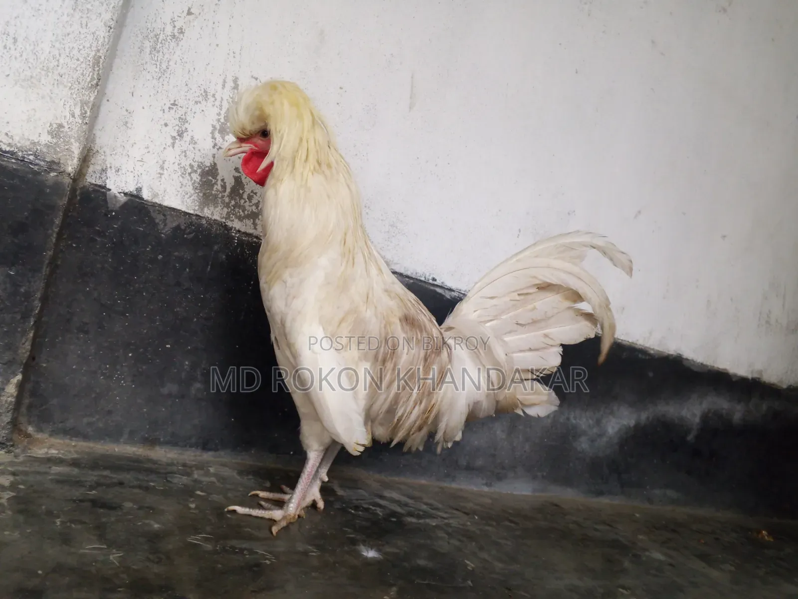 White Polish Cap Rooster